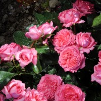 rose de molinard